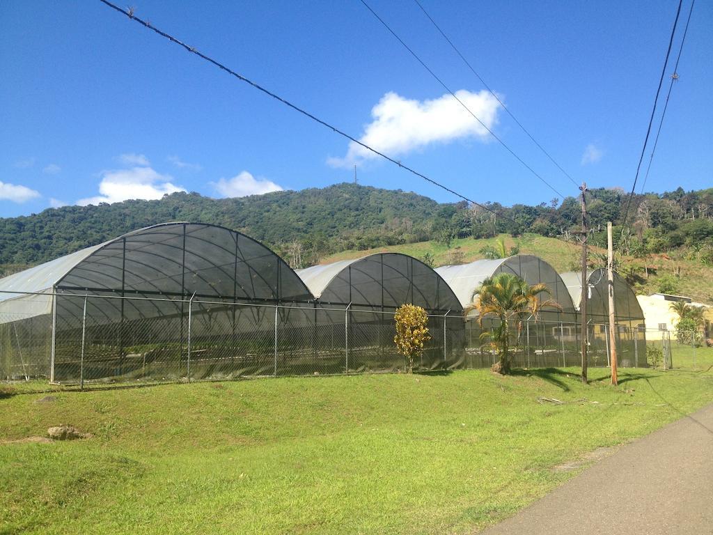 Parador Villas Sotomayor Adjuntas Exterior foto